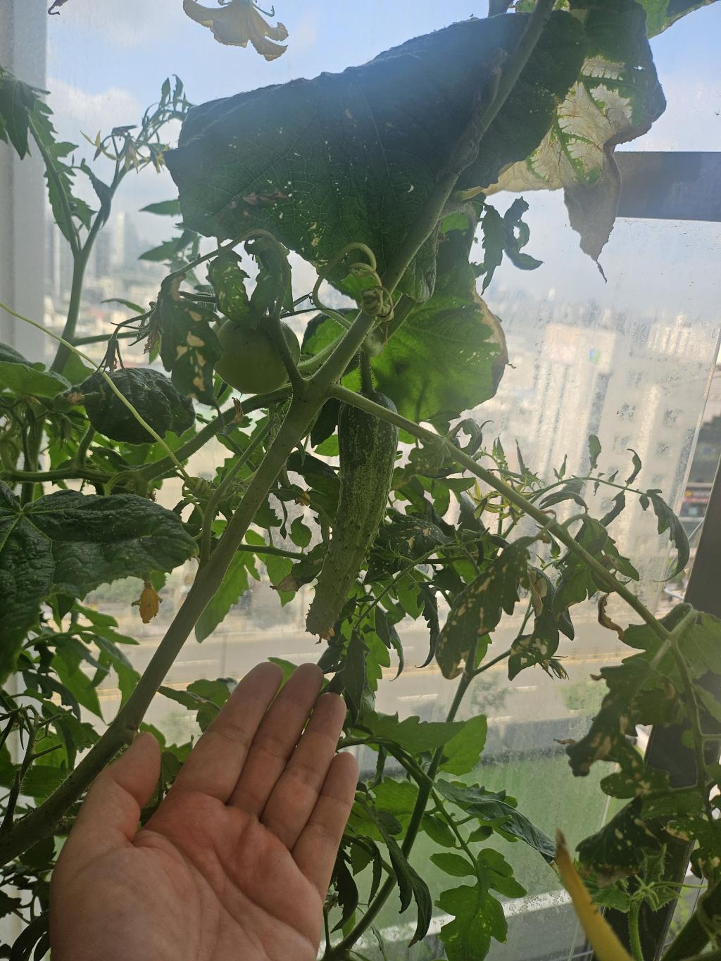 풍성한 채소님들...^^