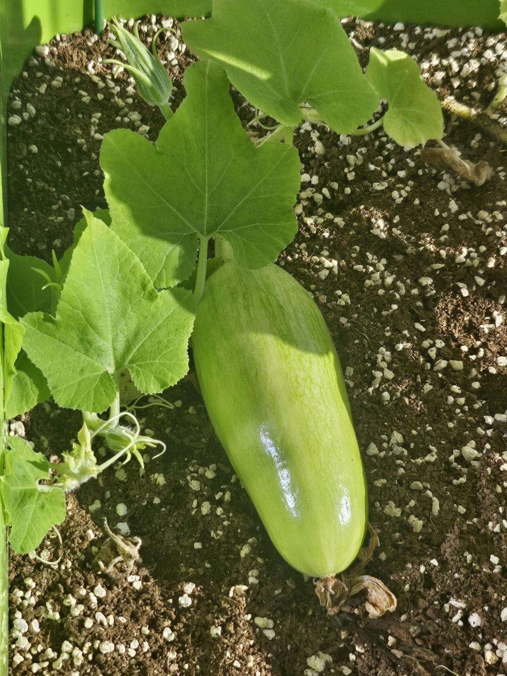 마지막 수확~^^