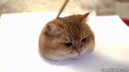 극사실주의 화풍의 고양이 그림