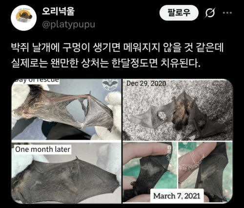 [잔지식] 박쥐 날개가 찢어지면 생기는 일