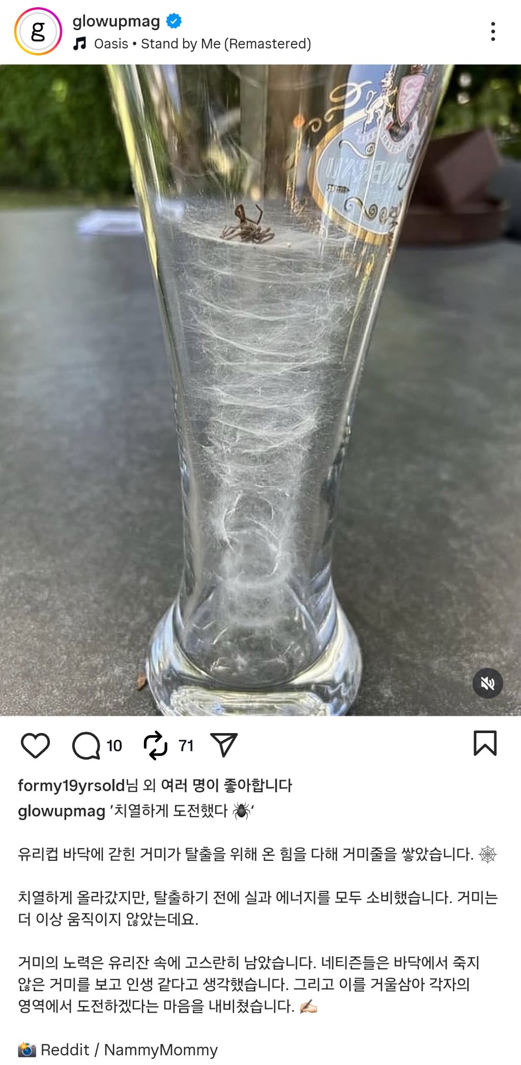 흥미돋 유리컵에 갇힌 거미의 결말