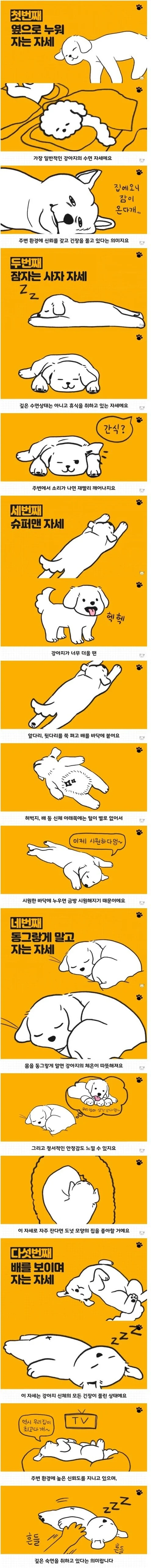 강아지 수면 자세별 심리상태