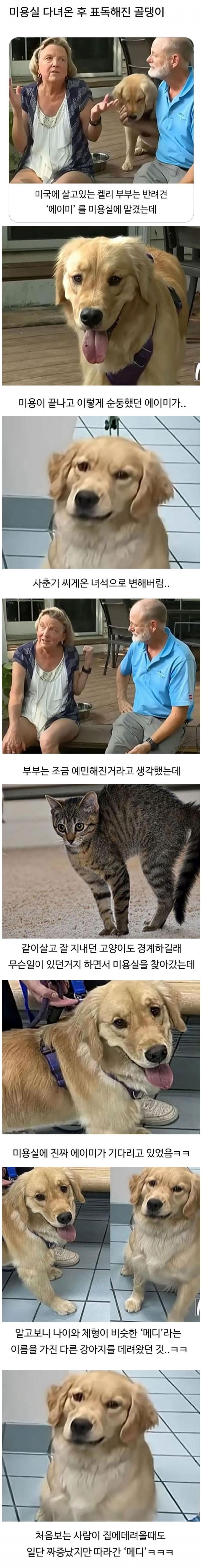 미용실 갔다오더니 표독해진 댕댕이