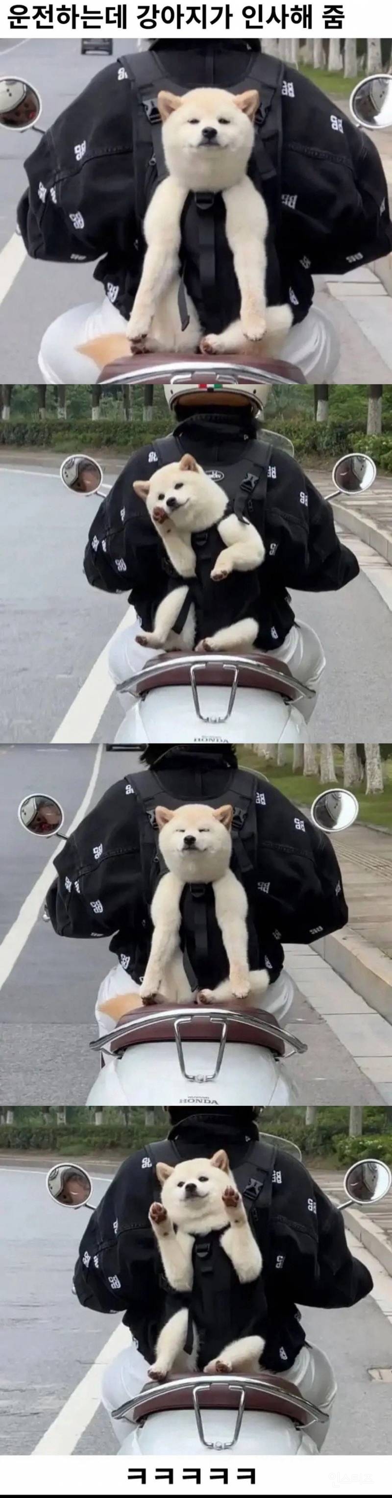 운전하는데 강아지가 인사해줌. jpg