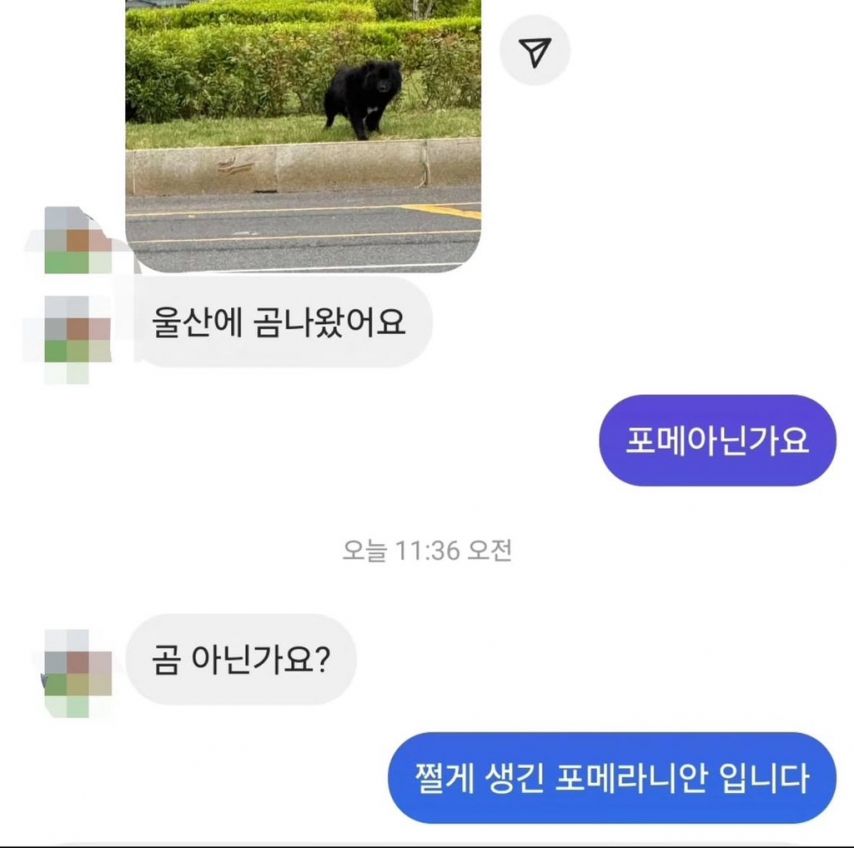 제보자 : 울산에 곰 나왔어요!