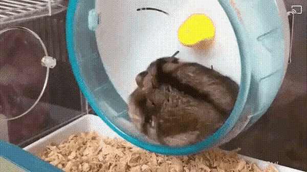 헬스장 3일차 내모습.gif