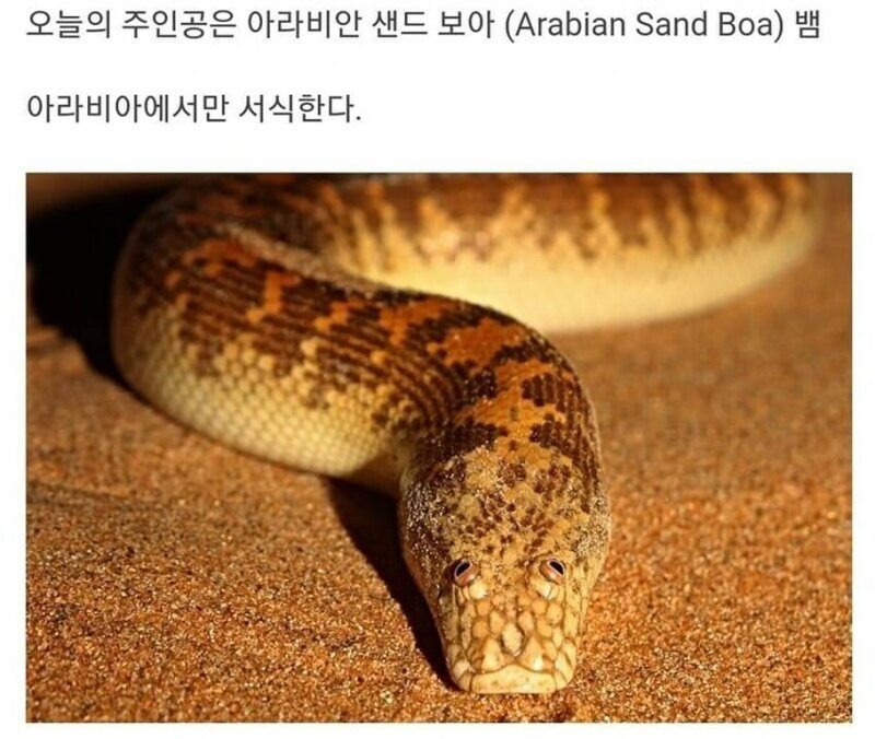 상당히 망충하게 생긴...