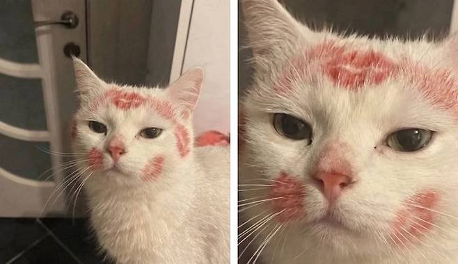 누나가 술 취해 들어온 다음날 고양이 상태