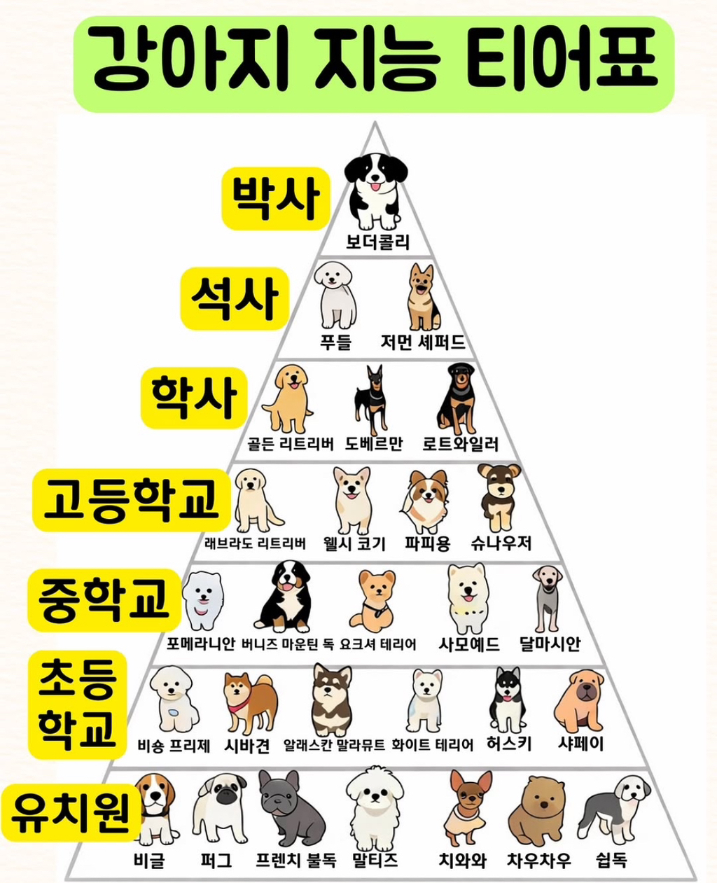 논란의 강아지 지능티어표