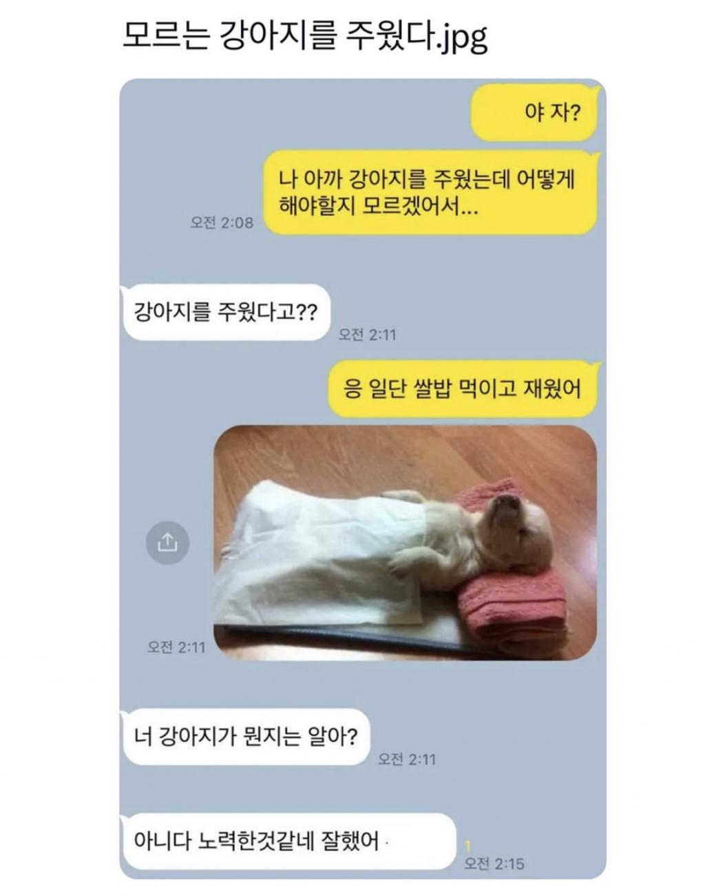 모르는 강아지를 주웠다